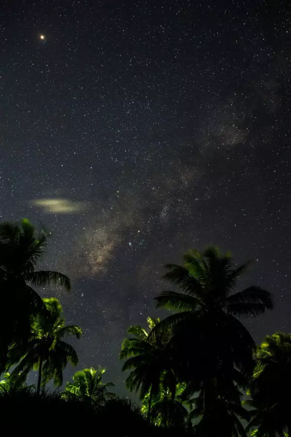 Palm trees and the night sky with stars and the milky way